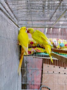 Indian Ringneck Parrot