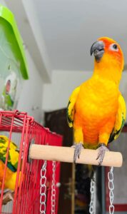 Sunconure