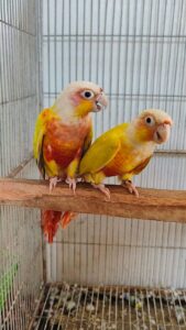 Conures