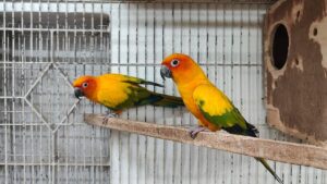 Sun Conure