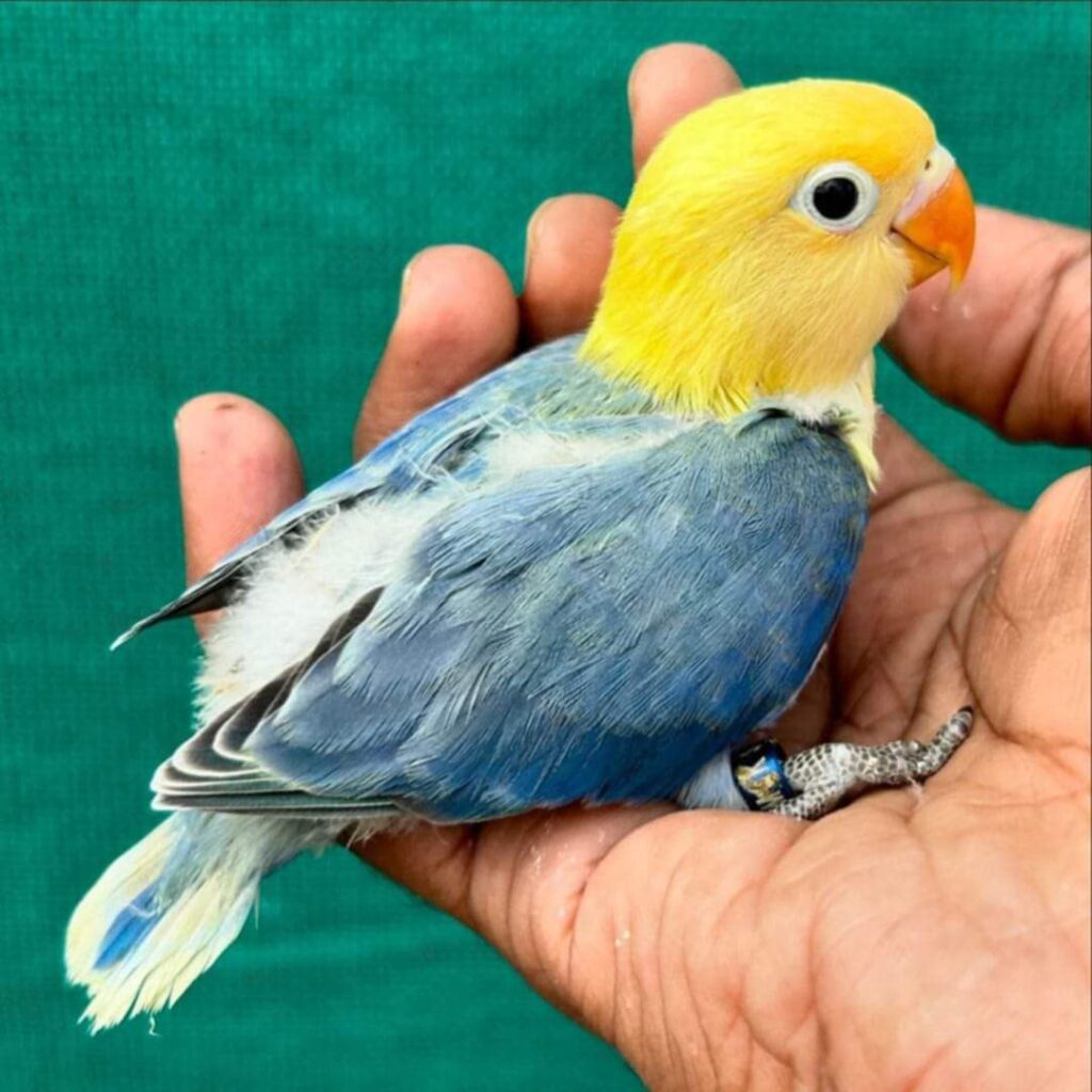 Care For Tame Bird