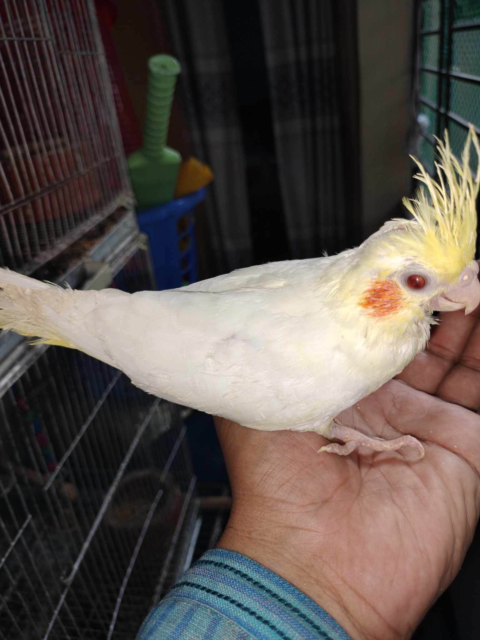 cockatiel