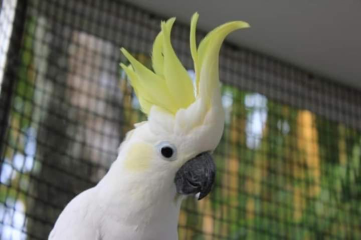 cockatoo