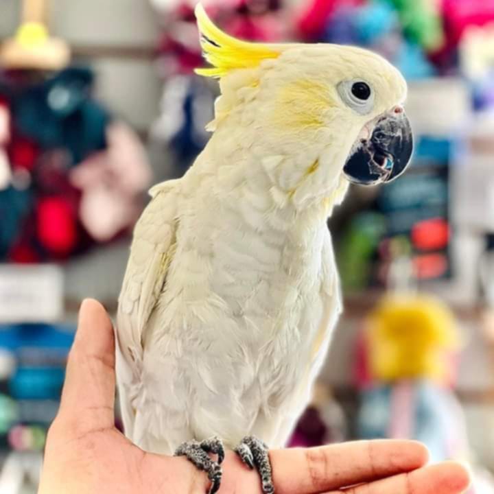 Sulpherhead Cockatoo