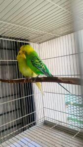 Budgie