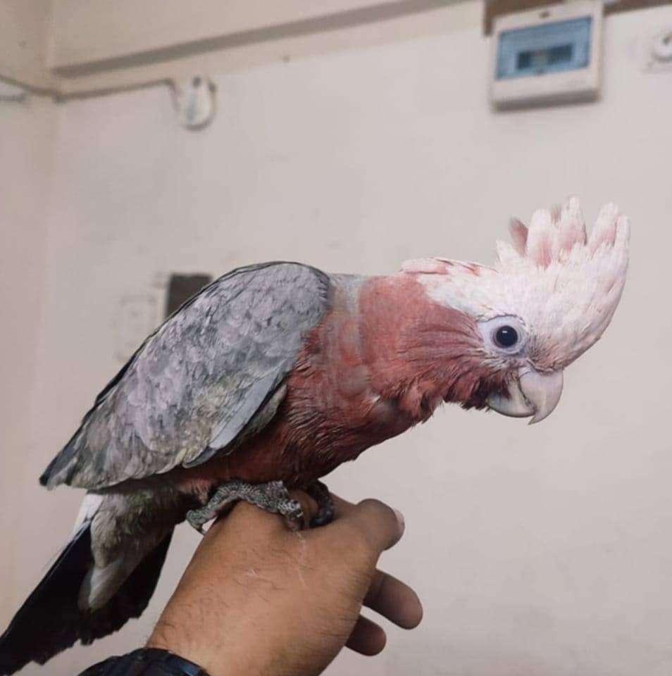 Galah Bird