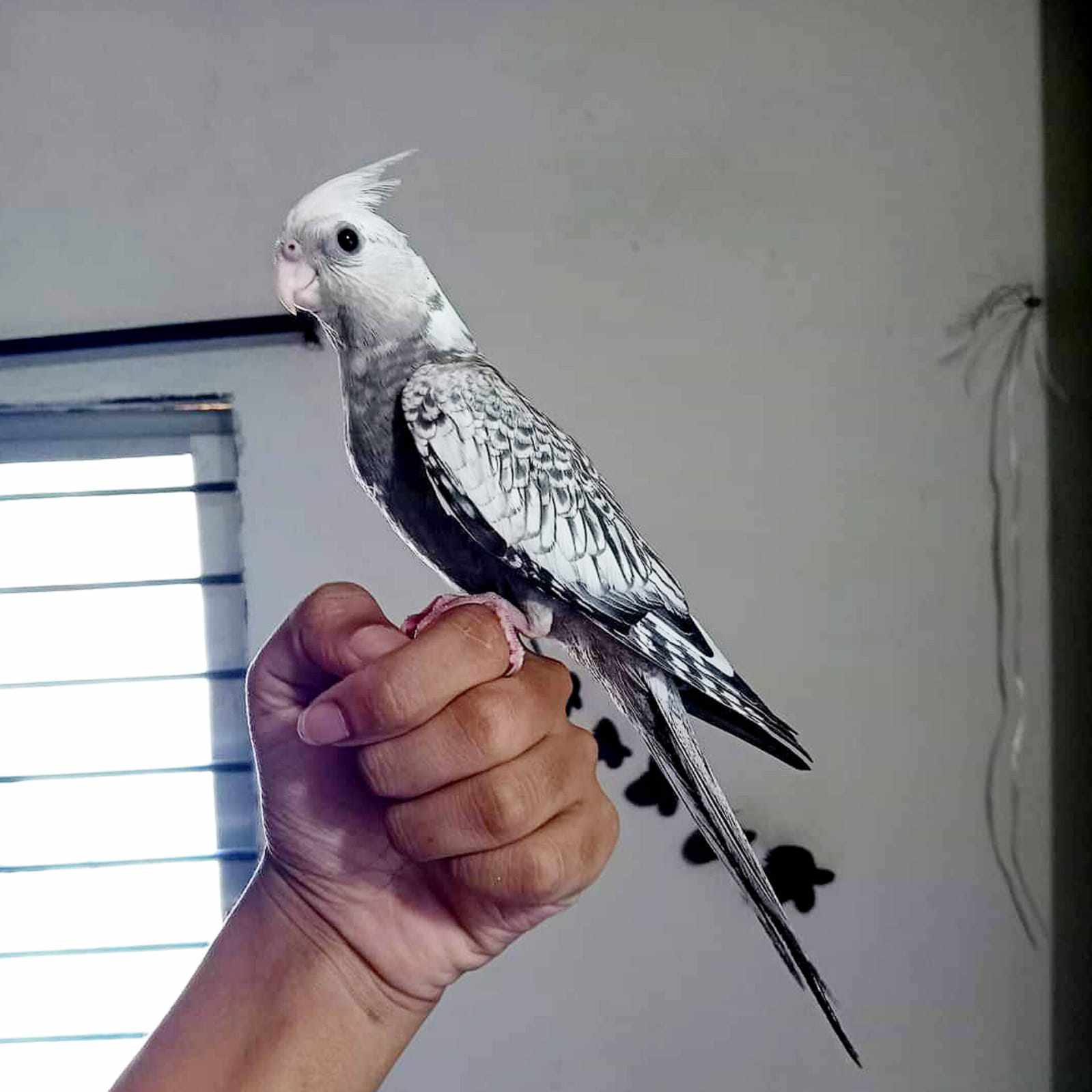 Cockatiel White face pearl