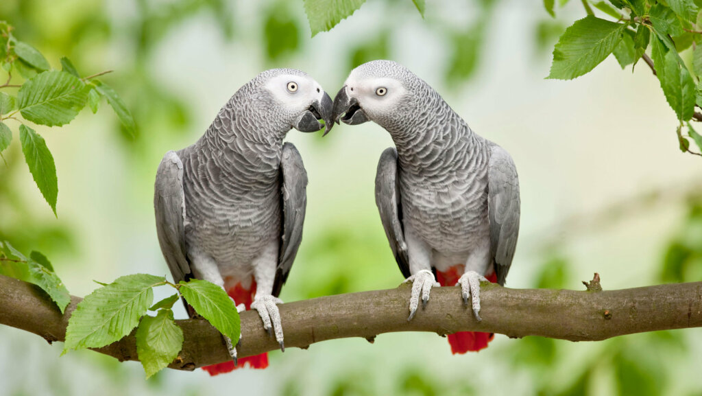 African grey parrot 2