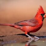 cardinal bird