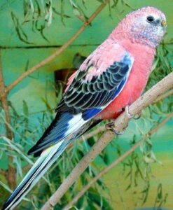 Bourke's Parakeet