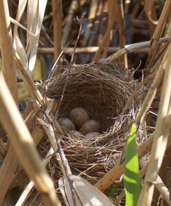 texas Pigeon nesting 