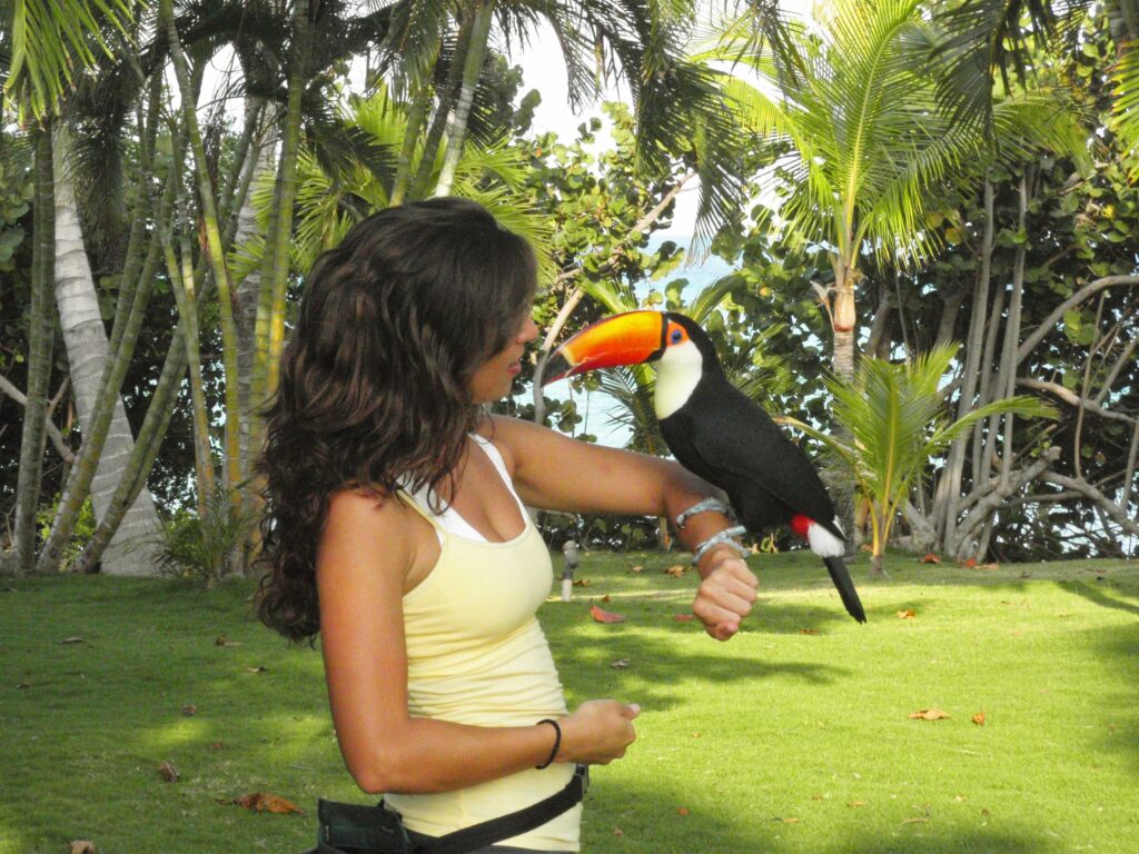 toucan bird pet