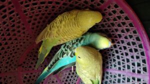 Budgies