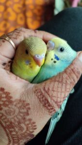 Budgies