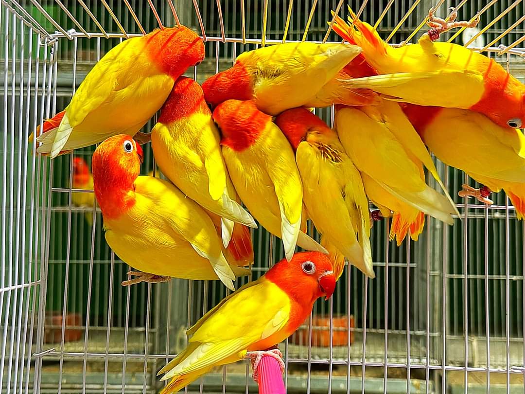 Yellow Lovebirds