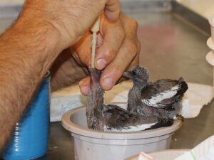 how to take care of texas pigeon baby bird