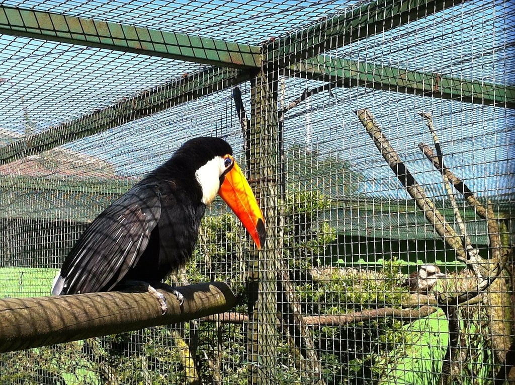 toucan bird pet