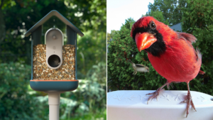 cardinal bird food