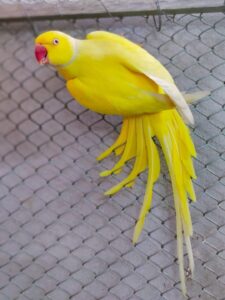 Yellow Ringneck