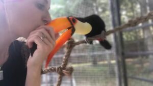 toucan bird pet