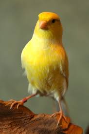 Canary