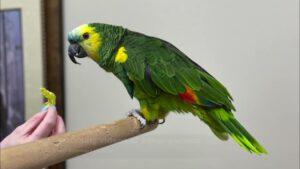 Amazon Parrot