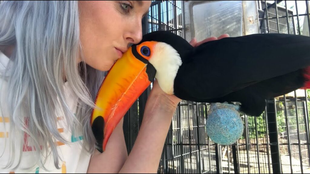 toucan bird pet