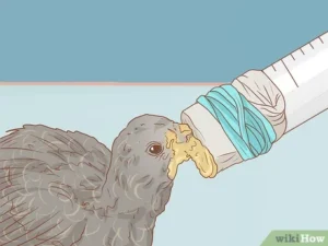 Texas Pigeon Hand Feeding 