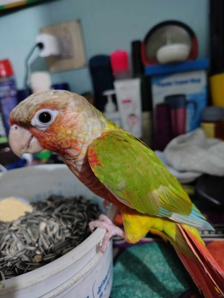 Spicy Bird Food: Conure