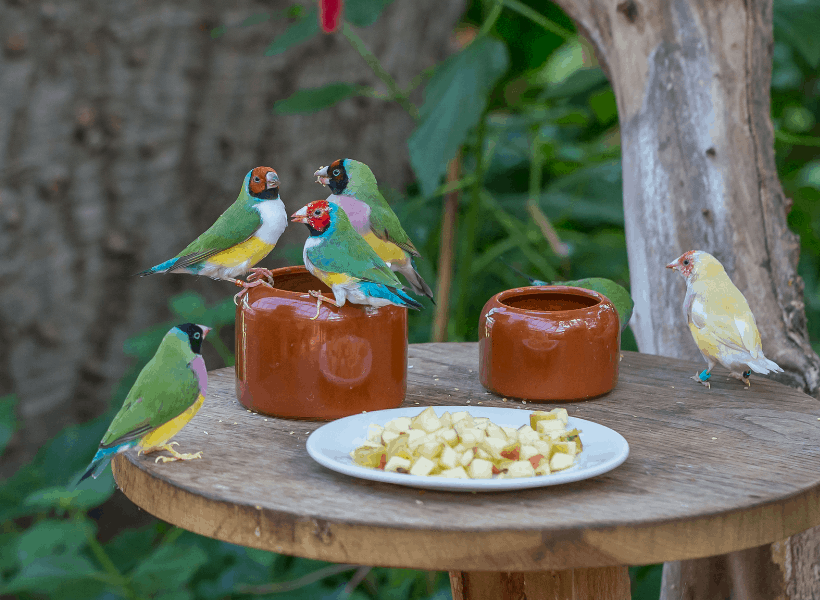 Finch Bird food